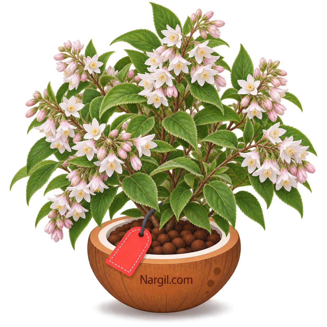 Nargil_Deutzia scabra